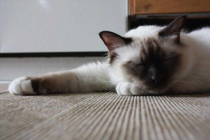 Hellig Birma Charlie billede 7