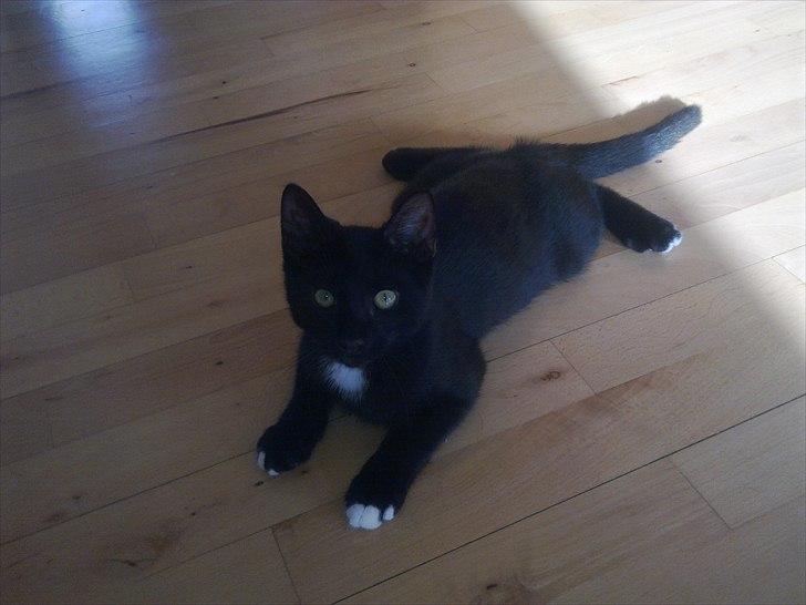 Blanding af racer Tigermis (død. R.I.P) - .velkommen til Tigermis' profil, håber i vil tage godt imod ham :D billede 1