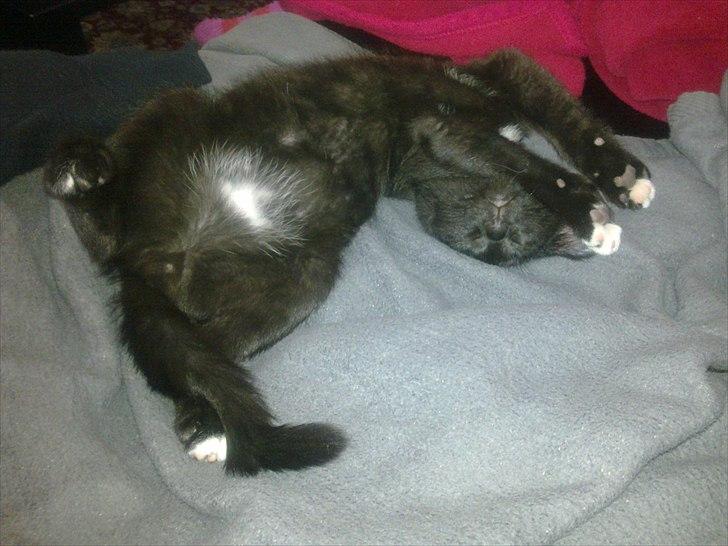 Blanding af racer Tigermis (død. R.I.P) - .fjollekat :i billede 2