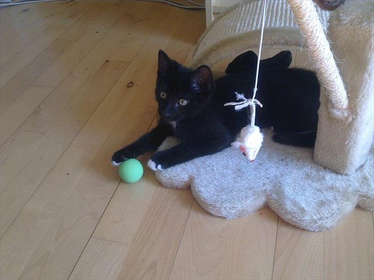 Blanding af racer Tigermis (død. R.I.P) - .et par dage efter de have fået ham billede 3