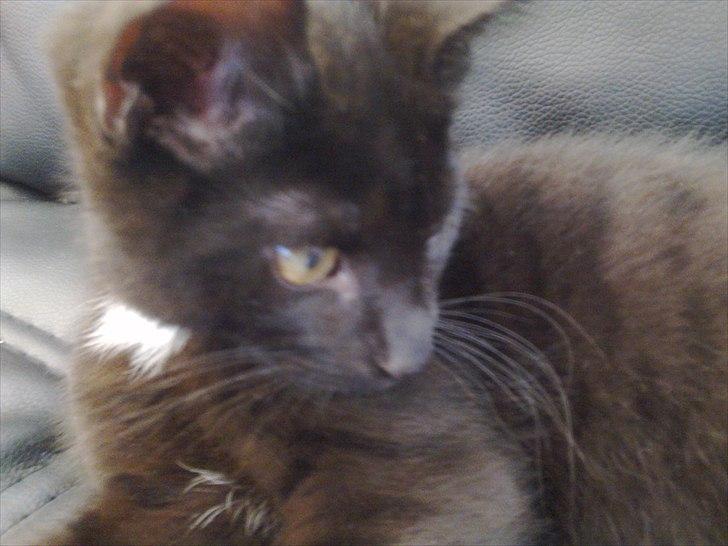 Blanding af racer Tigermis (død. R.I.P) - .da han var lille billede 4