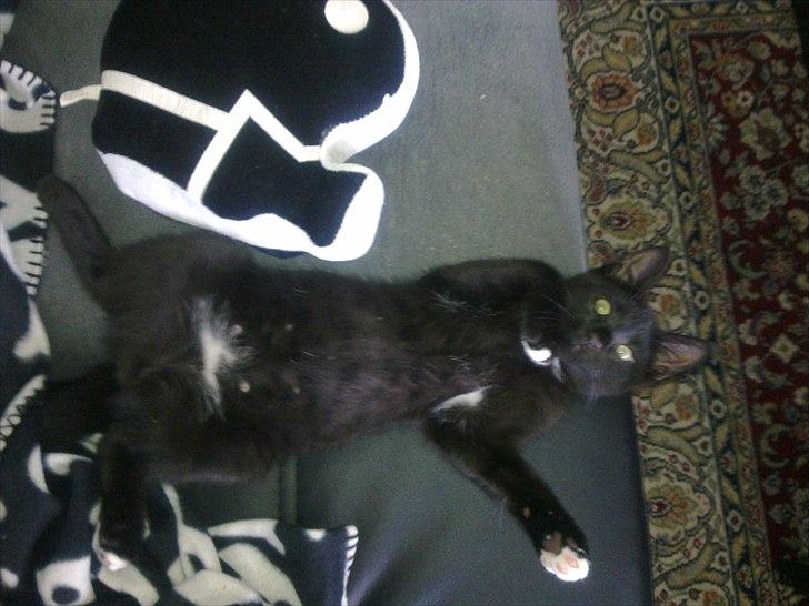 Blanding af racer Tigermis (død. R.I.P) billede 5