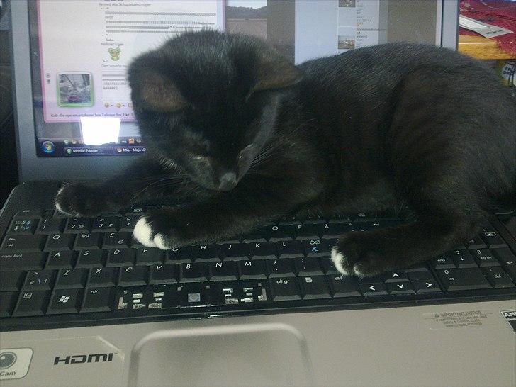 Blanding af racer Tigermis (død. R.I.P) - .yndlingsbillede billede 6