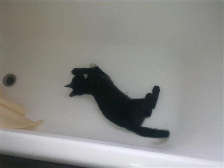 Blanding af racer Tigermis (død. R.I.P) - .elsker at lege i badekaret billede 7