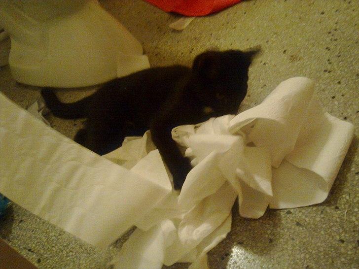 Blanding af racer Tigermis (død. R.I.P) - .leger med toiletpapir billede 8