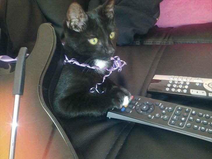 Blanding af racer Tigermis (død. R.I.P) - .Tiger sidder og ser TV :D billede 9