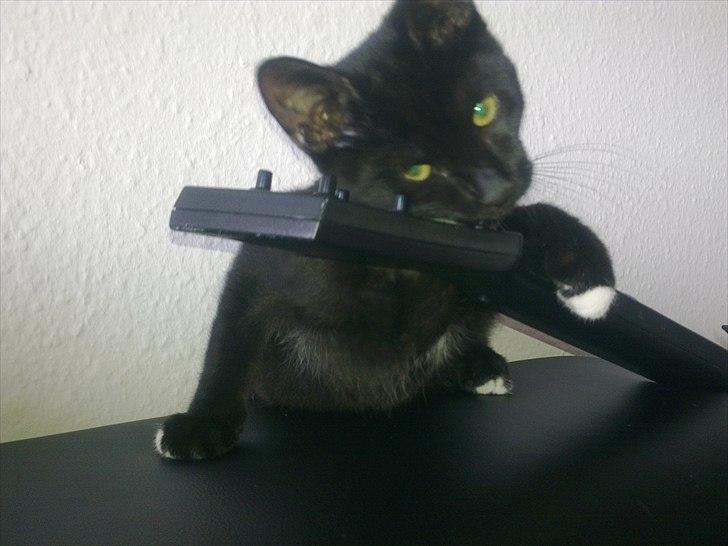 Blanding af racer Tigermis (død. R.I.P) - .gnasker på guitaren til Guitar Hero :D billede 10