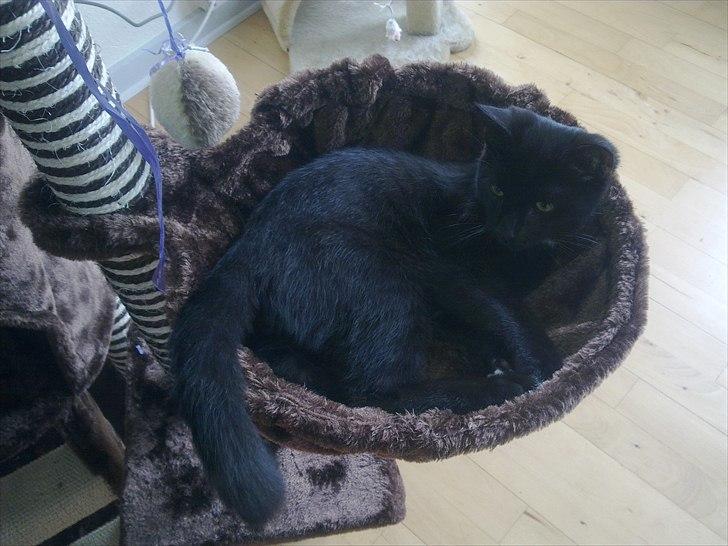 Blanding af racer Tigermis (død. R.I.P) billede 11