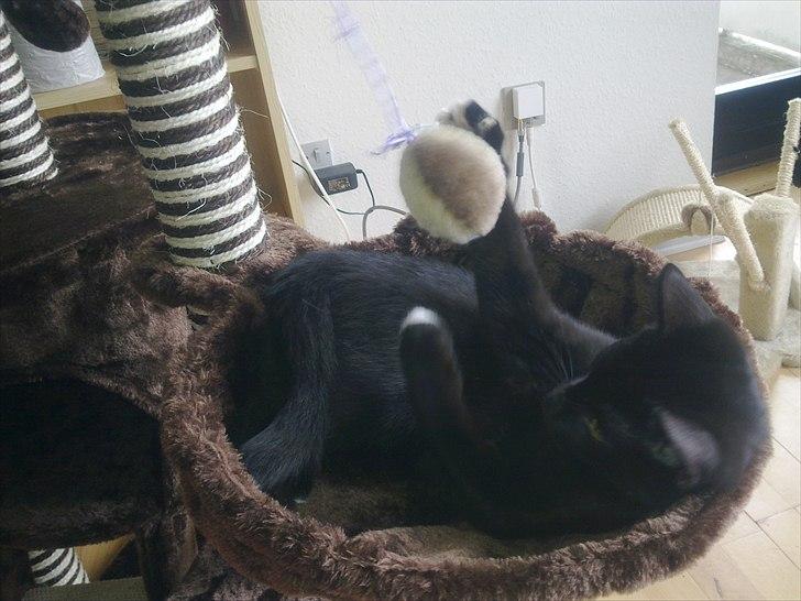 Blanding af racer Tigermis (død. R.I.P) billede 12