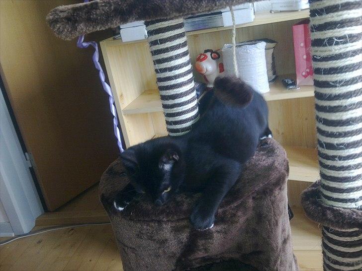 Blanding af racer Tigermis (død. R.I.P) billede 13