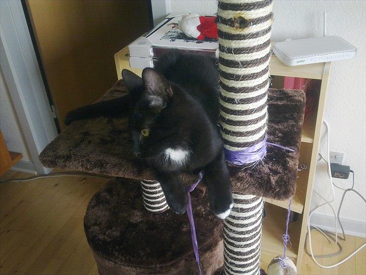 Blanding af racer Tigermis (død. R.I.P) billede 14