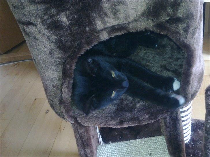 Blanding af racer Tigermis (død. R.I.P) - .Tiger i sin hemmelige hule :D billede 15