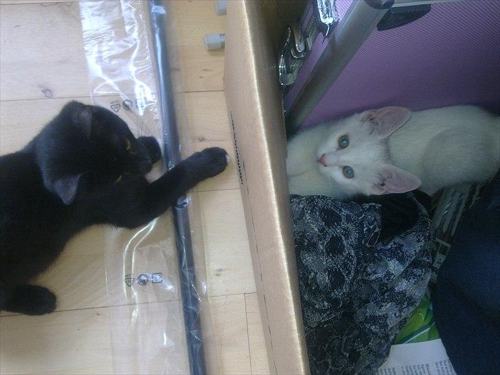 Blanding af racer Tigermis (død. R.I.P) - .de lå og puttede poterne gennem hullet i papkassen :D billede 16