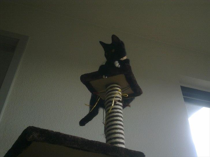 Blanding af racer Tigermis (død. R.I.P) billede 17