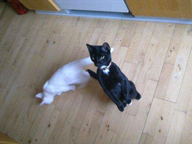 Blanding af racer Tigermis (død. R.I.P) - .vores lille desmerdyr :D billede 18