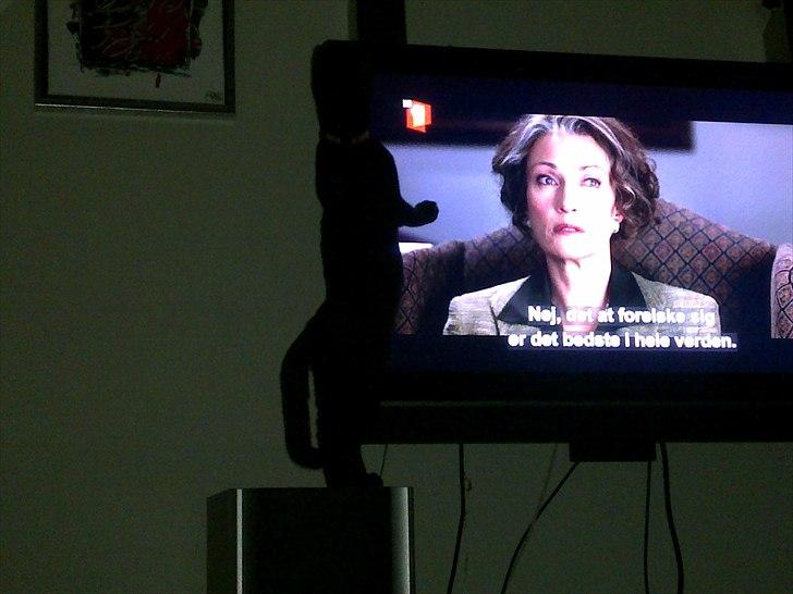 Blanding af racer Tigermis (død. R.I.P) billede 19