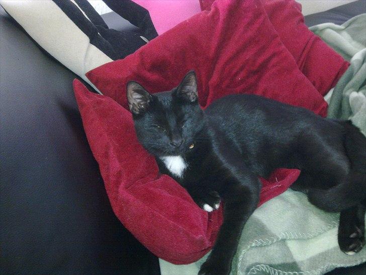 Blanding af racer Tigermis (død. R.I.P) - .ja godnat du ;) billede 20