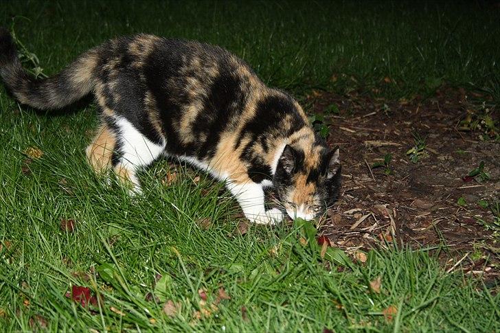 Huskat Küla billede 10