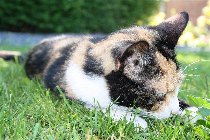 Huskat Küla billede 13