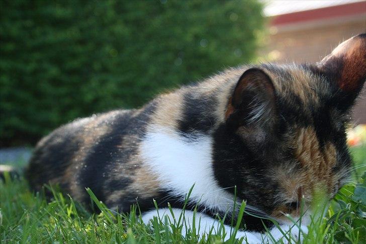 Huskat Küla billede 14