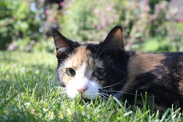 Huskat Küla billede 16