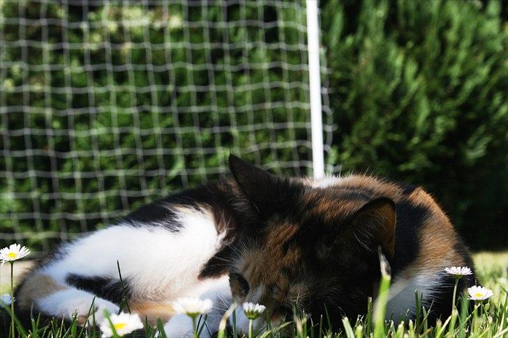 Huskat Küla billede 17