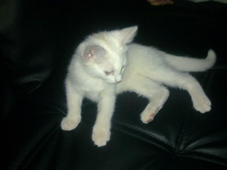 Blanding af racer Musse - .velkommen til Musse's profil, håber i vil tage godt imod hende :D billede 1