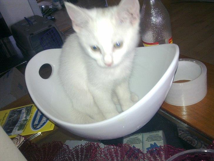 Blanding af racer Musse - .den dag de lige have fået hende billede 2