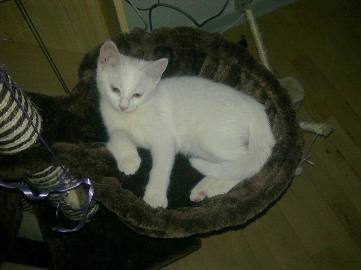 Blanding af racer Musse billede 3