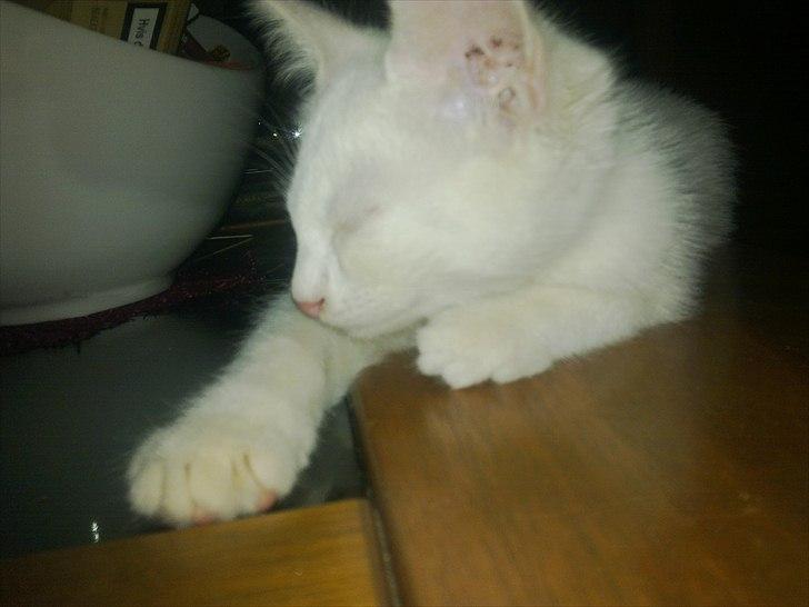 Blanding af racer Musse billede 4