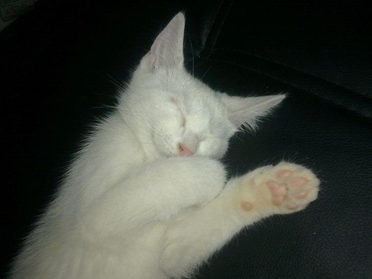 Blanding af racer Musse - .nuurh ligger og sover billede 5