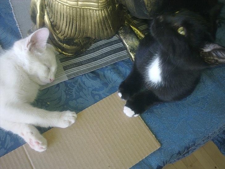 Blanding af racer Musse billede 6