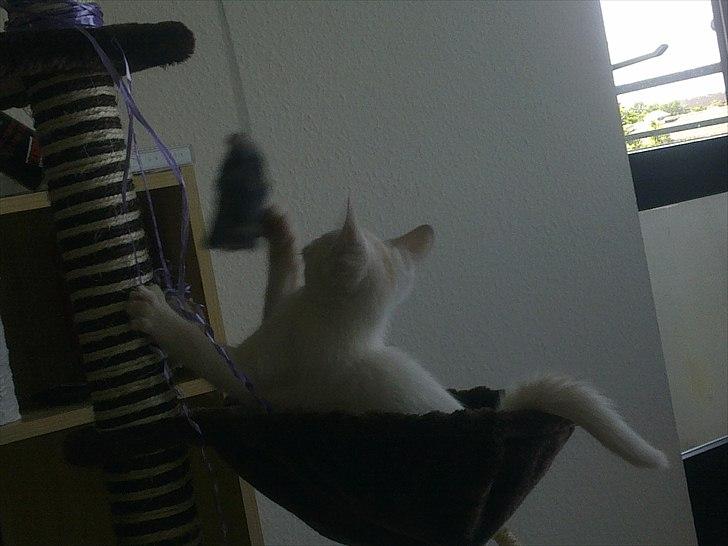 Blanding af racer Musse - .leger med mus :D billede 7