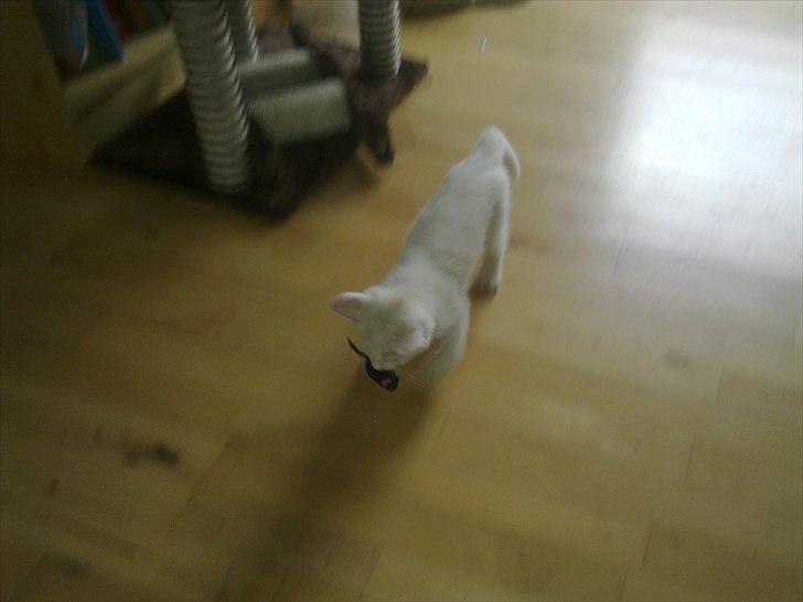 Blanding af racer Musse - .yndlingsbillede! billede 8