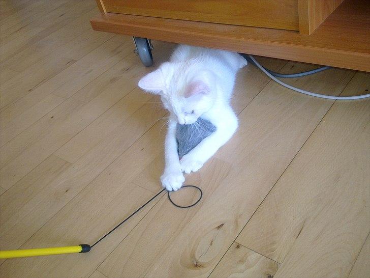 Blanding af racer Musse billede 9