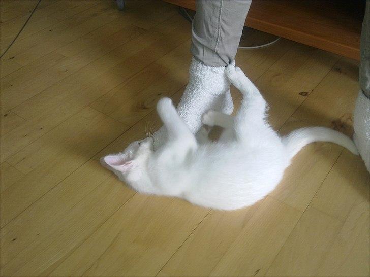 Blanding af racer Musse - .hun gik amok på min fod :i billede 10