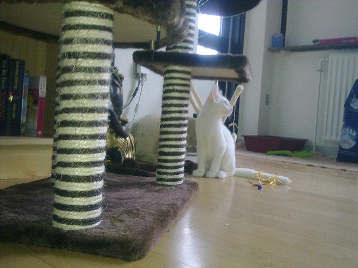 Blanding af racer Musse billede 11