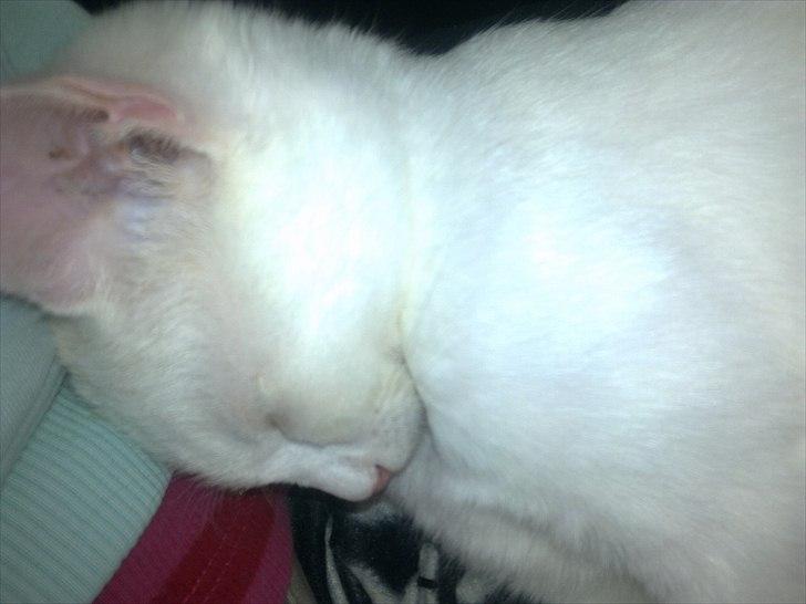 Blanding af racer Musse billede 12