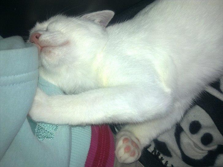 Blanding af racer Musse - .hun har sine helt egne måder at sove på :D billede 13