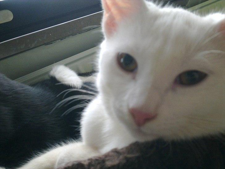 Blanding af racer Musse billede 14