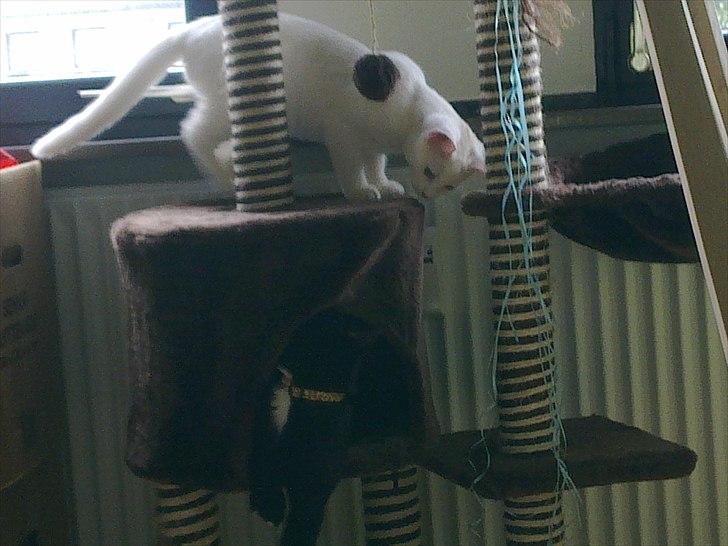 Blanding af racer Musse - .fjoller med Tigerbasse :D billede 15