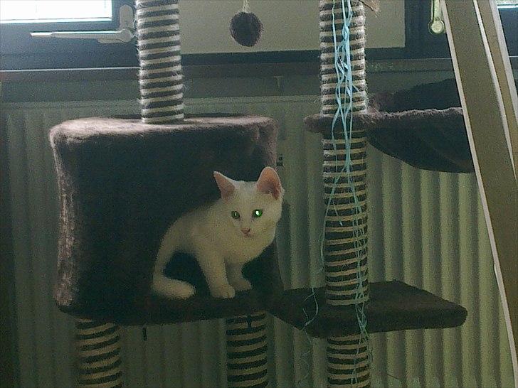 Blanding af racer Musse billede 16