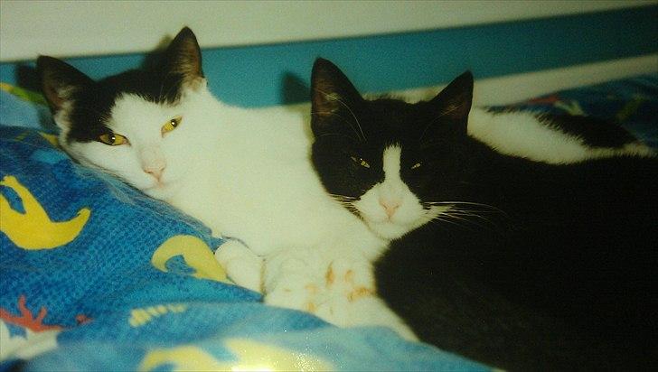 Huskat Mimi - Mimi og hendes bror Rollo billede 7