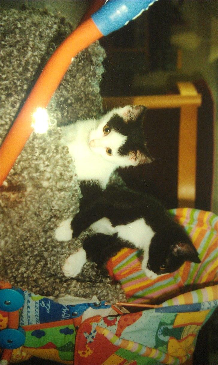 Huskat Mimi billede 9