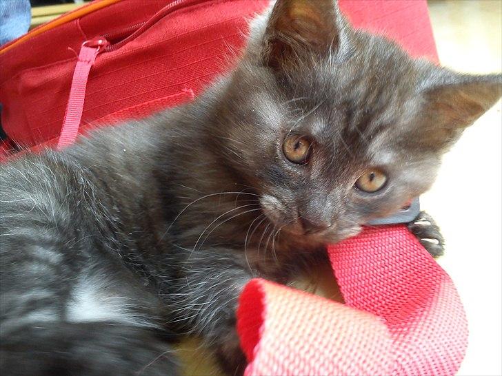 Maine Coon Diva - Smukke Tiarah <3 Diva's killing. billede 6