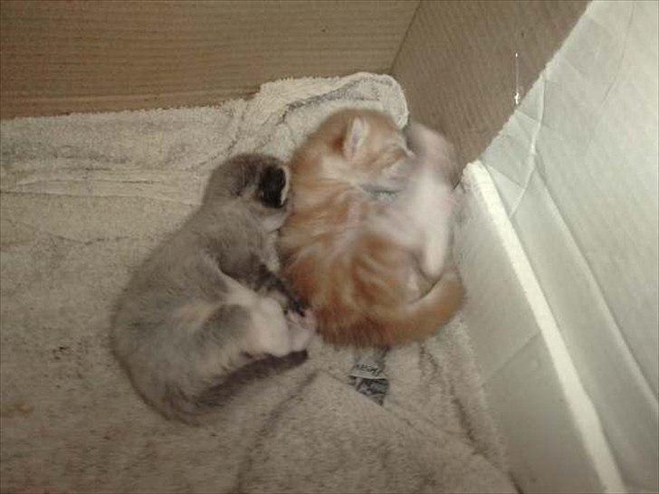 Huskat Mini - Så er der billeder af de små:) Den røde en en han, og den grå er en hun. billede 16