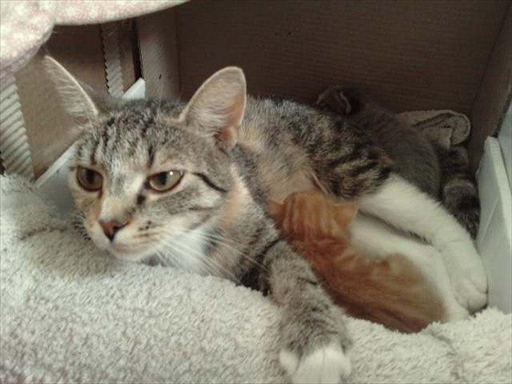 Huskat Mini - 19 dage gamle, ligger og hygger med deres mor.. billede 17