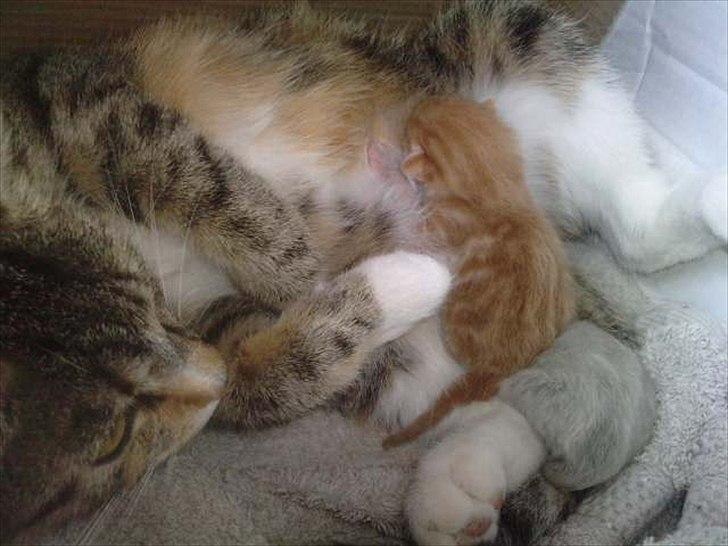 Huskat Mini - Der går noget mælk til :) billede 18