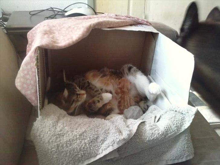 Huskat Mini - Her er de 2 dage gamle, søde små pus .. billede 19