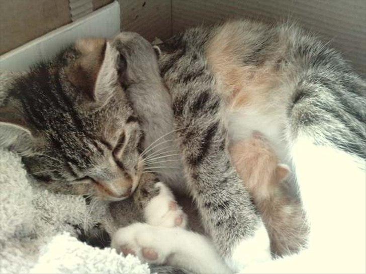 Huskat Mini - Find killingerne... :) billede 20